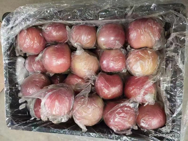 陕西精品膜袋冰糖心苹果，口感脆甜价格优惠欢迎实地考察