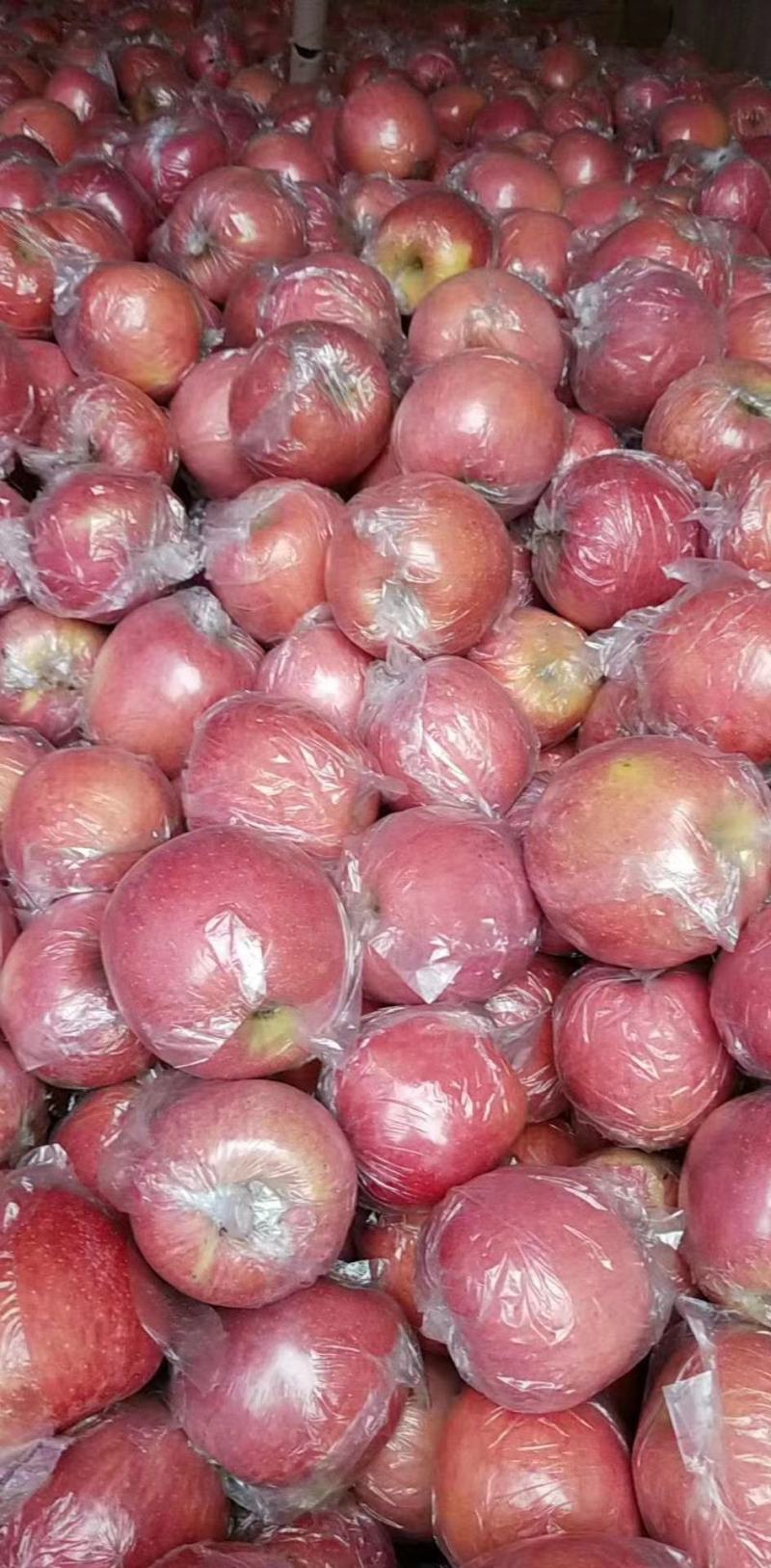 陕西精品膜袋冰糖心苹果，口感脆甜价格优惠欢迎实地考察
