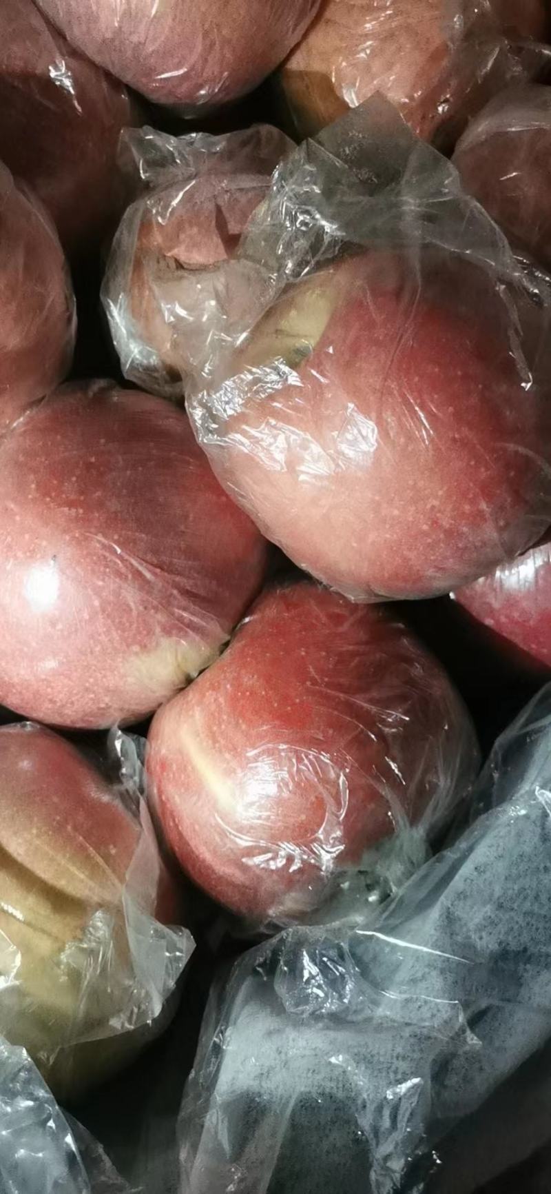 陕西精品膜袋冰糖心苹果，口感脆甜价格优惠欢迎实地考察