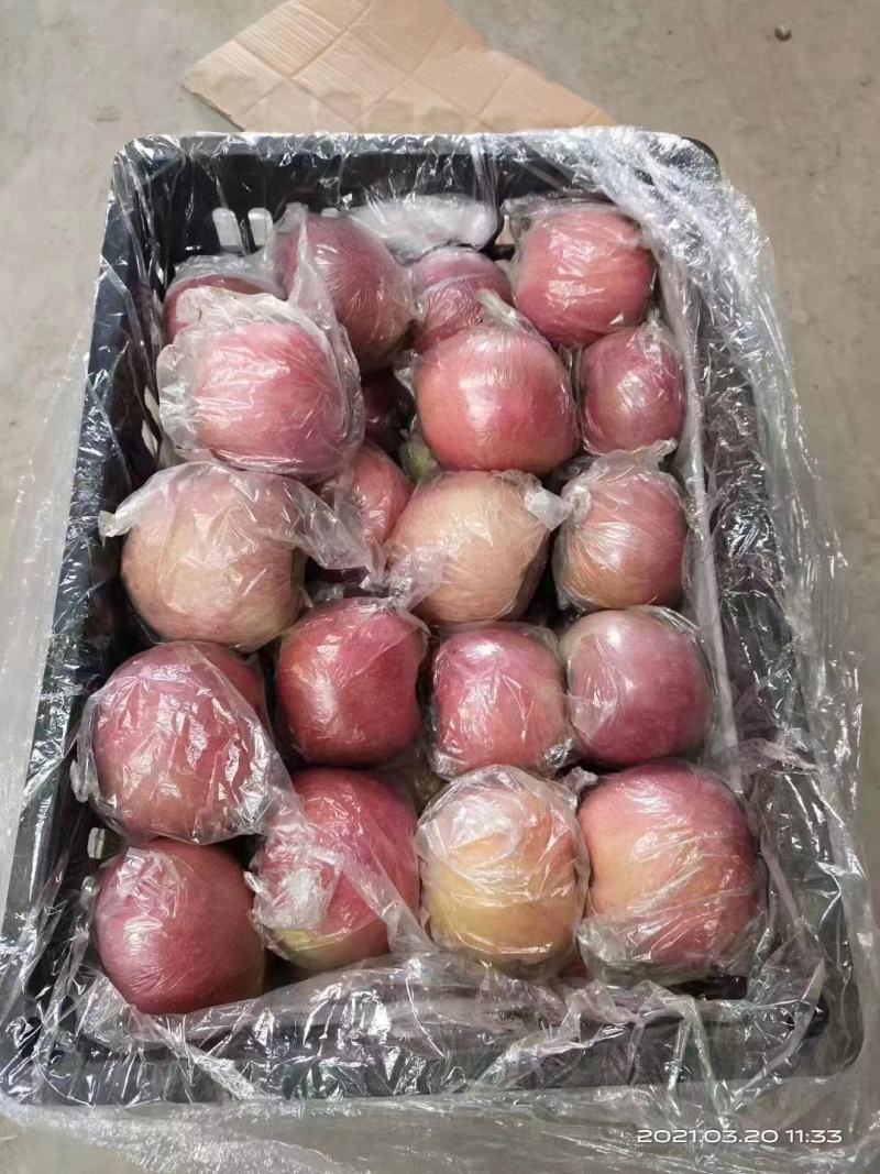 陕西精品膜袋冰糖心苹果，口感脆甜价格优惠欢迎实地考察