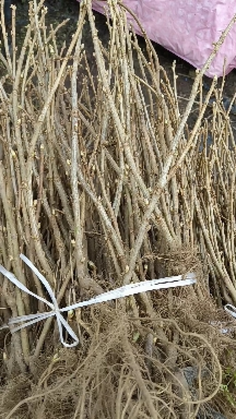 黑加仑树苗树葡萄苗南北方种植黑加仑树葡萄苗盆栽地栽果树苗