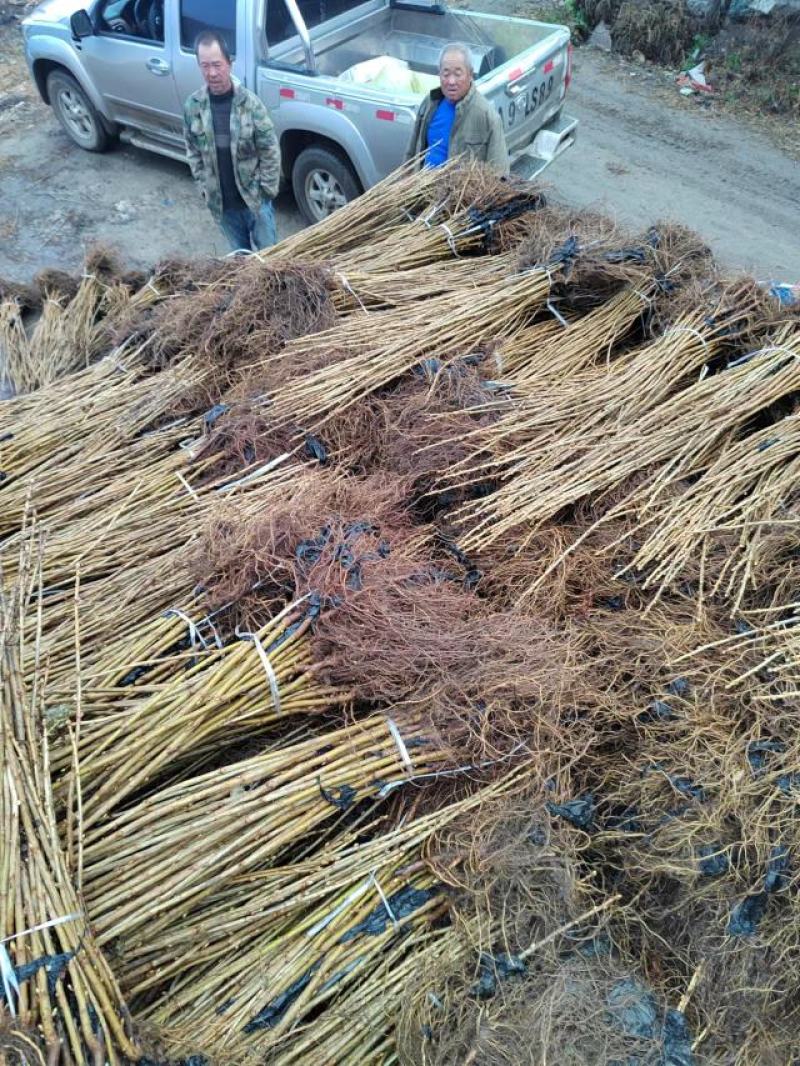 黑加仑树苗树葡萄苗南北方种植黑加仑树葡萄苗盆栽地栽果树苗