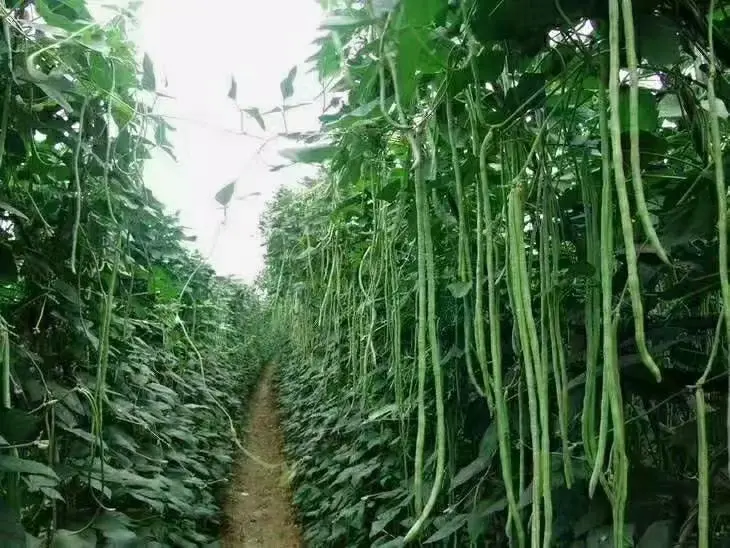 干豆角晾晒现场图