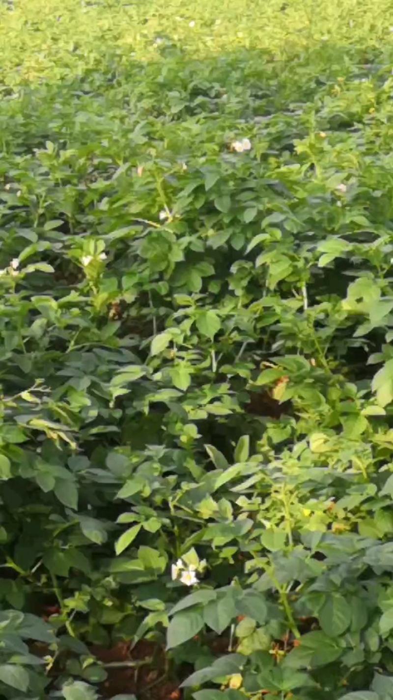 精品土豆大量现货自产自销一手货源欢迎采购