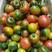 （热销）草莓西红柿铁皮柿子糖度高绿肩明显产区直供货源充足