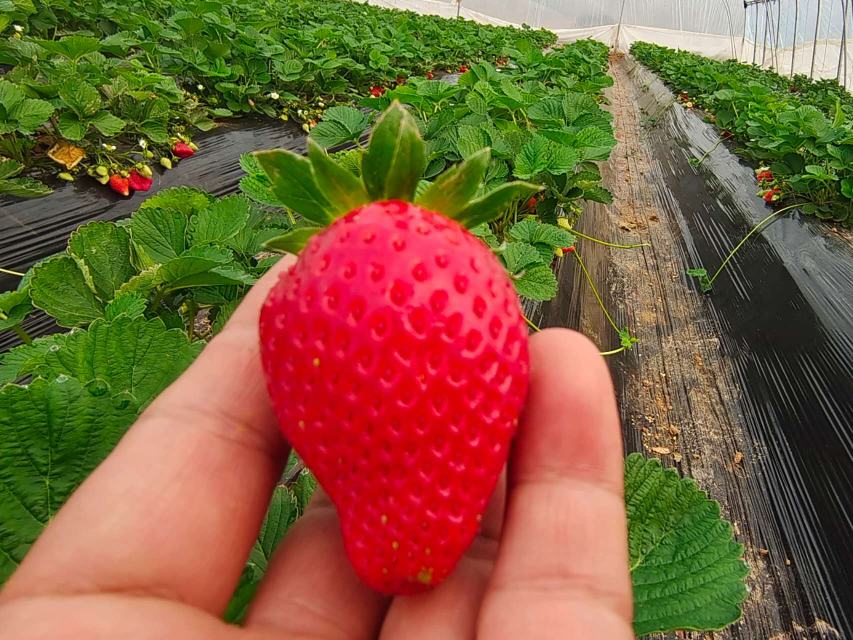 宁玉草莓大棚种植实景图