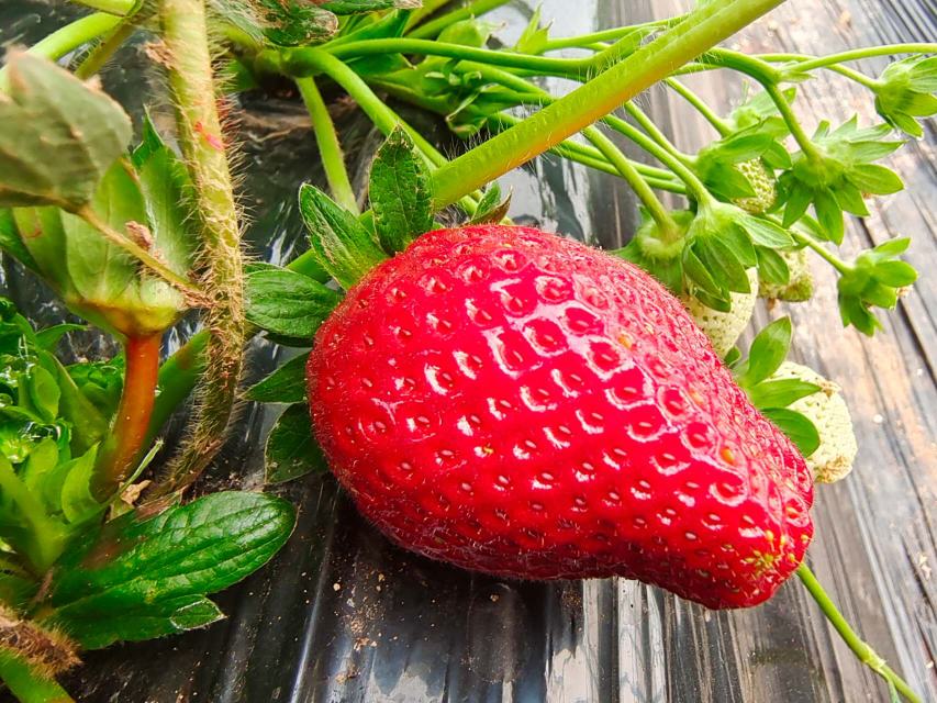 宁玉草莓植株与果实特写