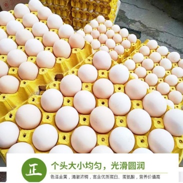 【现捡现发】鲜鸡蛋农家散养农产品新鲜营养整箱批发