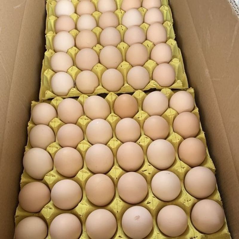 【现捡现发】鲜鸡蛋农家散养农产品新鲜营养整箱批发