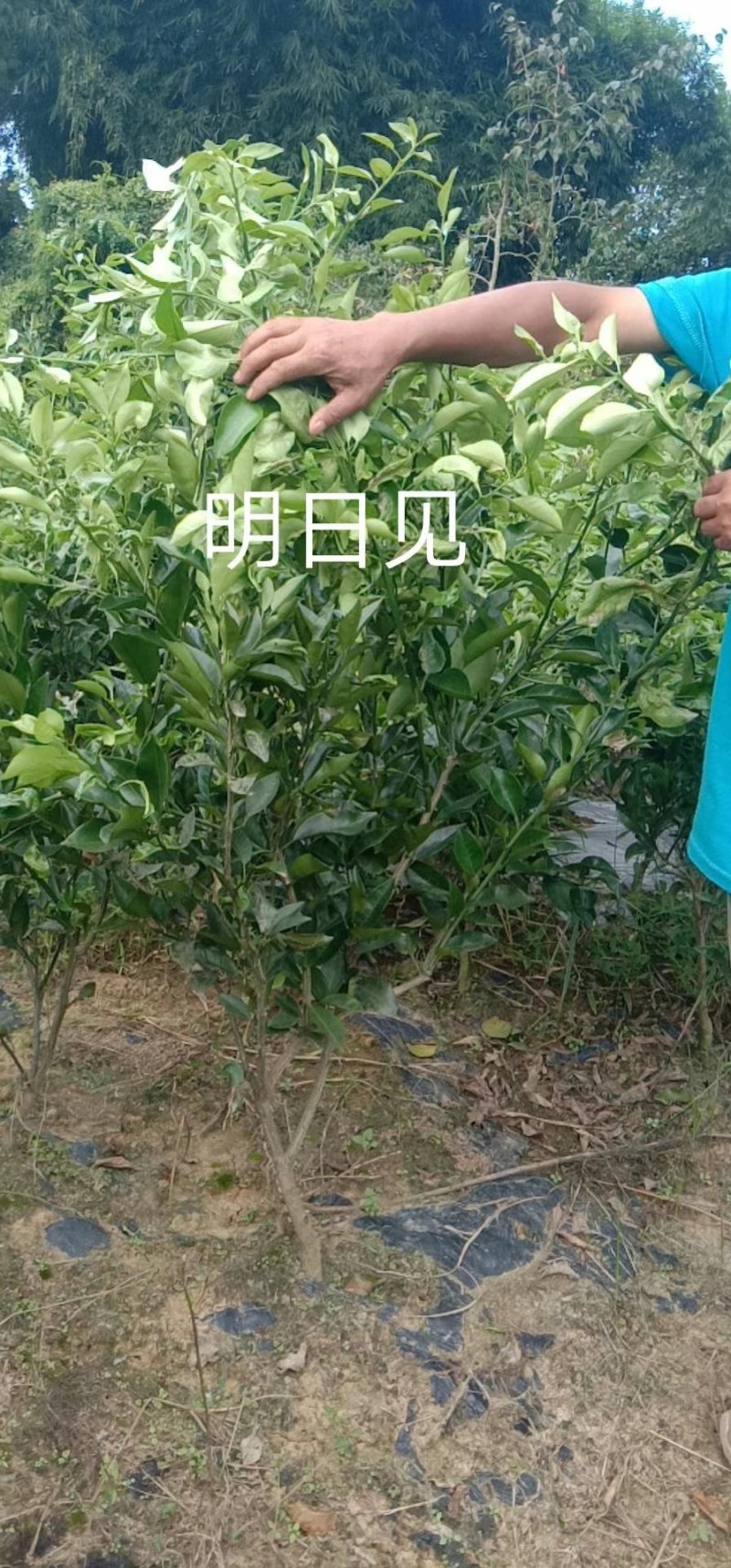 明日见柑橘苗杯苗明日见两年杯苗
