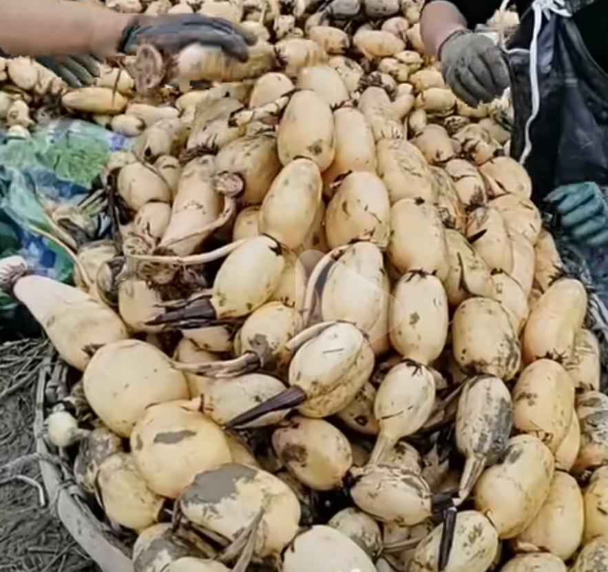 玉玲珑白莲藕礼盒与加工产品陈列图