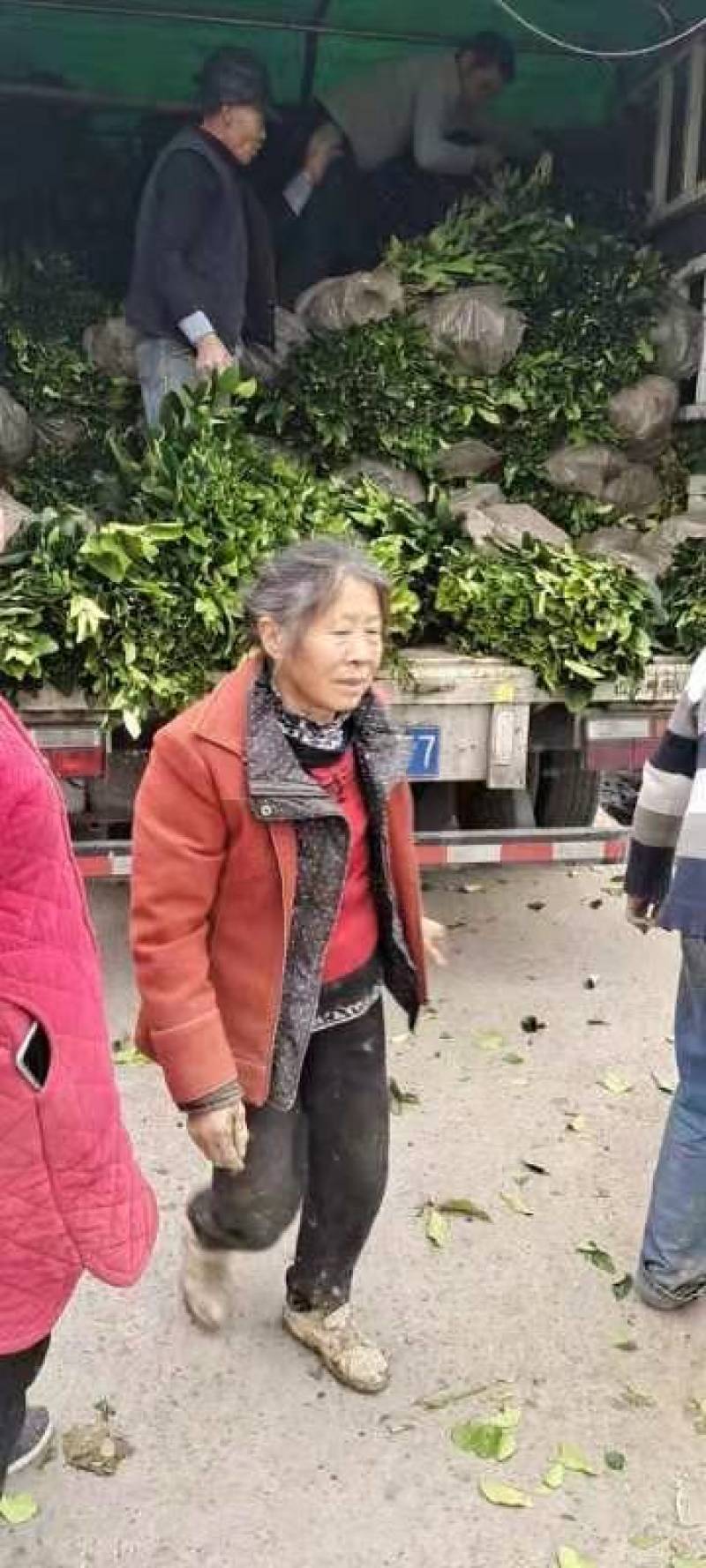 柚子苗.红心柚子苗.三红柚子苗树苗基地直发货源充足