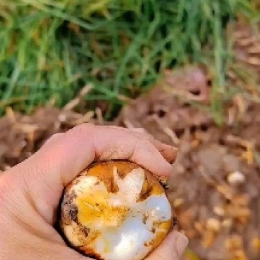 江西马蹄，基地直供，供应稳定，欢迎咨询合作