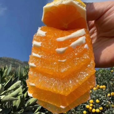 秭归九月红橙子，爆汁果冻橙，皮薄味甜果肉细腻无渣，诚招全