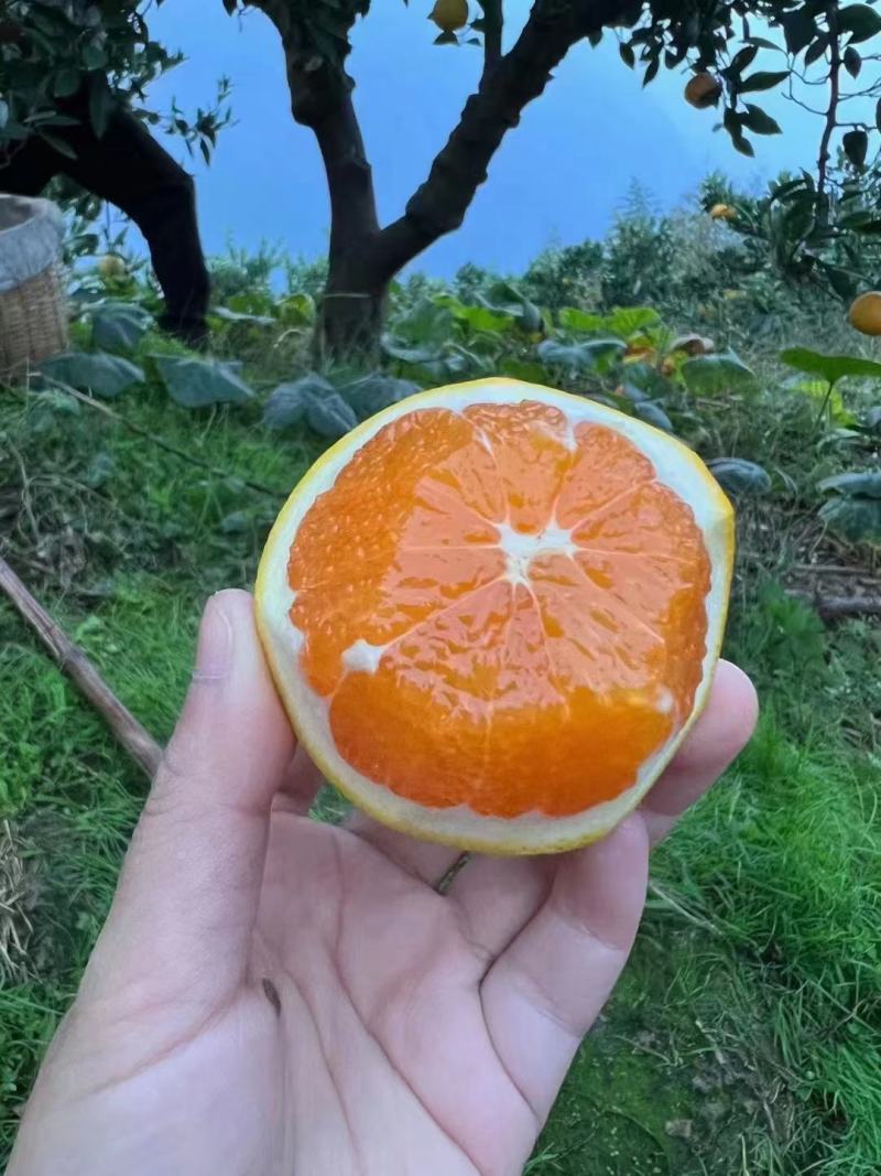 秭归九月红橙子，爆汁果冻橙，皮薄味甜果肉细腻无渣，诚招全