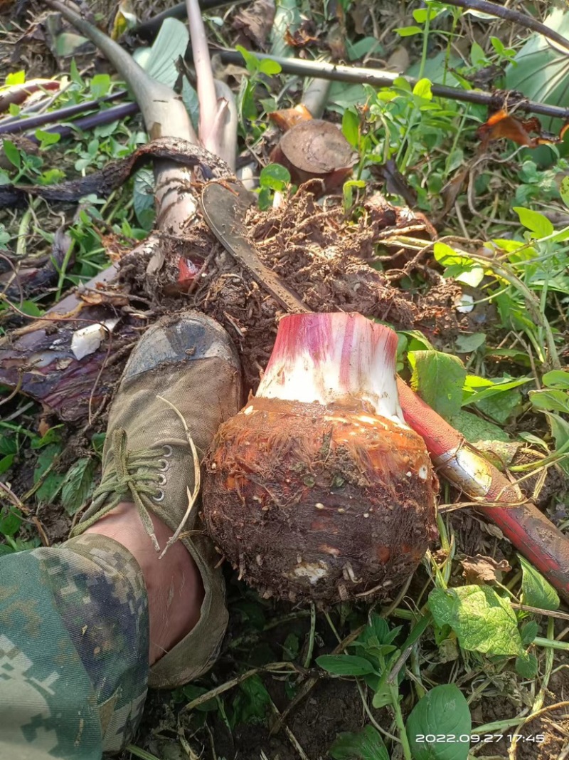 香水菠萝、人头芋、红心木瓜