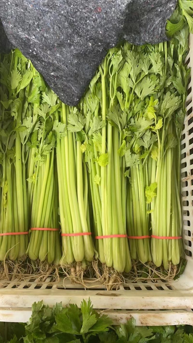 精品芹菜