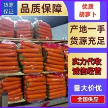 广西优质胡萝卜，每年一到五月份大量上市。货源充足价格优。
