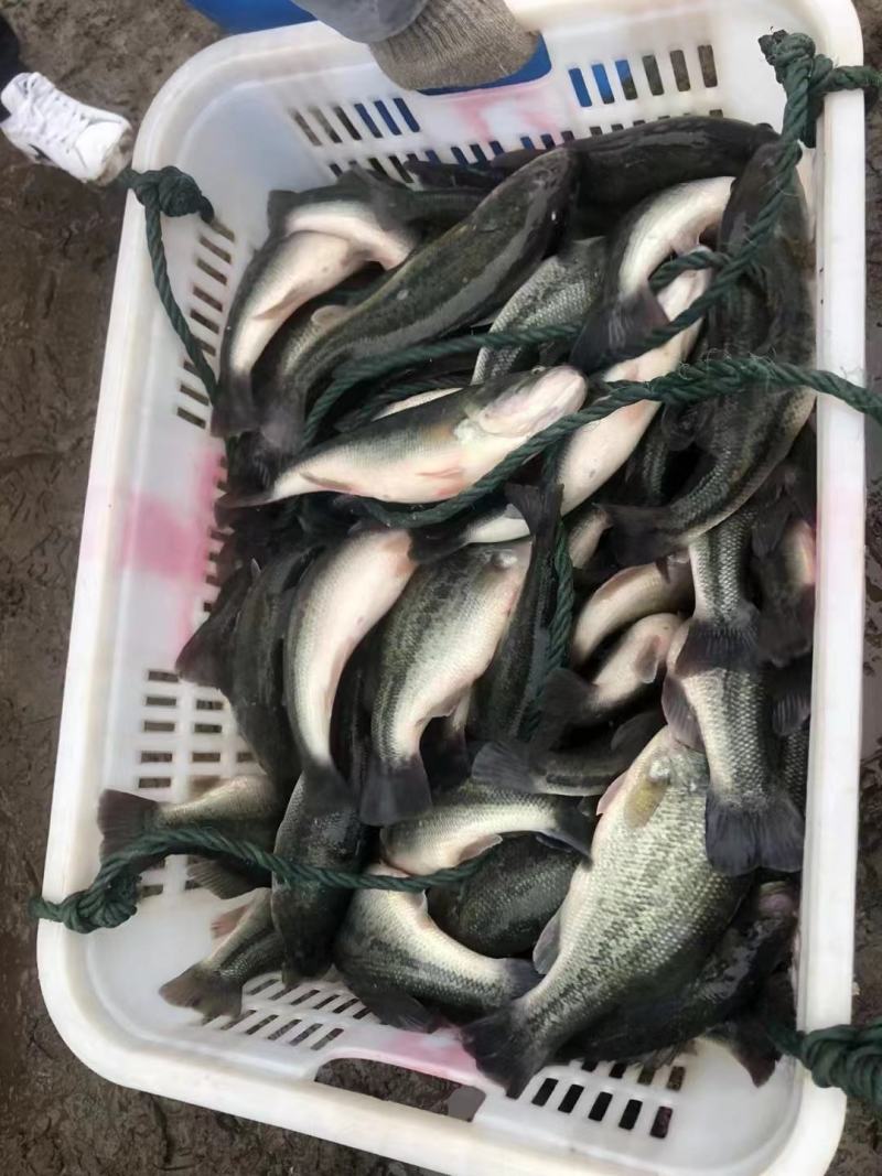 鲈鱼质量保证基地批发价规格齐全现货直发对接全国