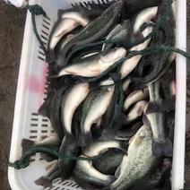 鲈鱼质量保证基地批发价规格齐全现货直发对接全国