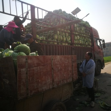 精品甘蓝，自家基地自产扁包圆包色绿个大价格优惠