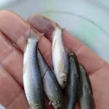 青龙棒鱼苗质量保证基地批发价规格齐全现货直发对接全国
