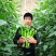 保螺一号辣椒种子极早熟大果螺丝椒种籽小叶深螺纹辣味香浓春