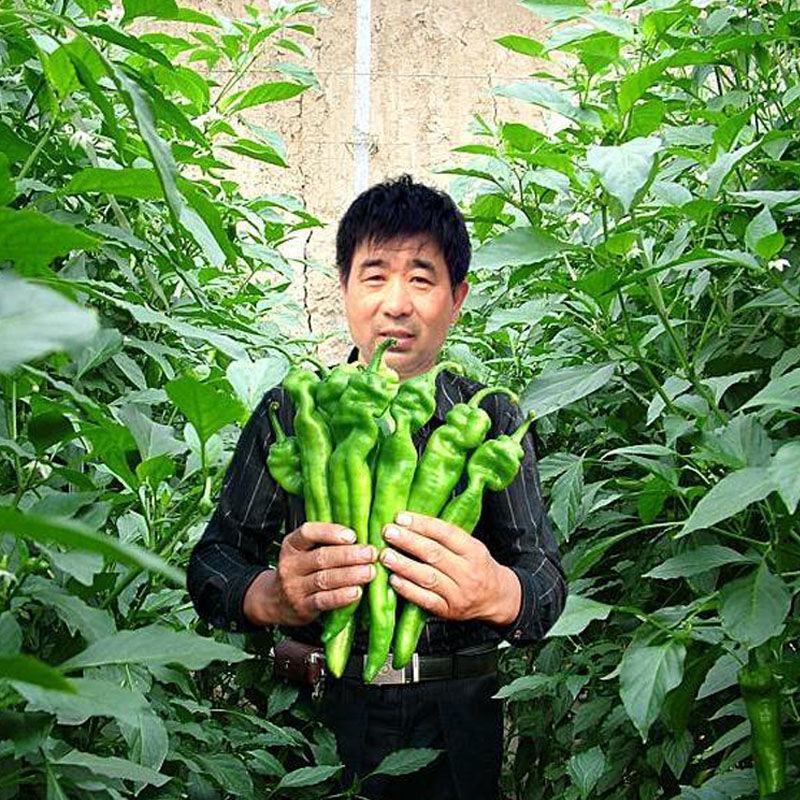 保螺一号辣椒种子极早熟大果螺丝椒种籽小叶深螺纹辣味香浓春
