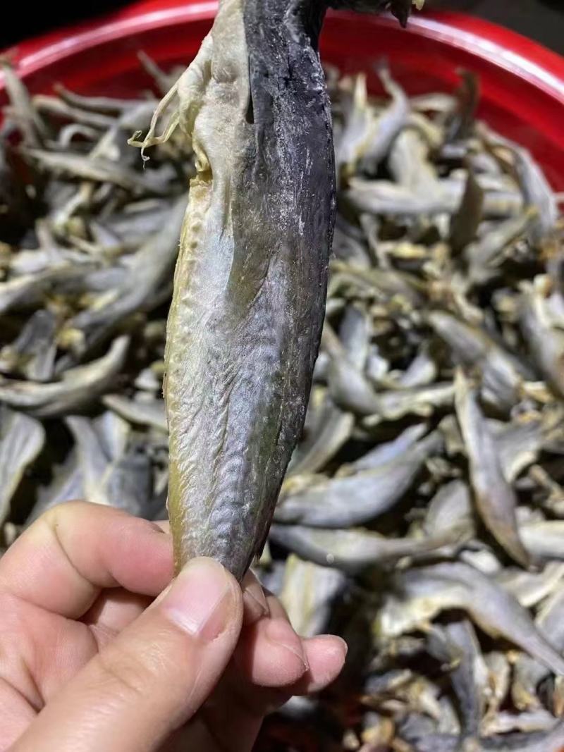 深海小龙鱼去头去尾去内脏地摊跑江湖展会厂家批发一手货源