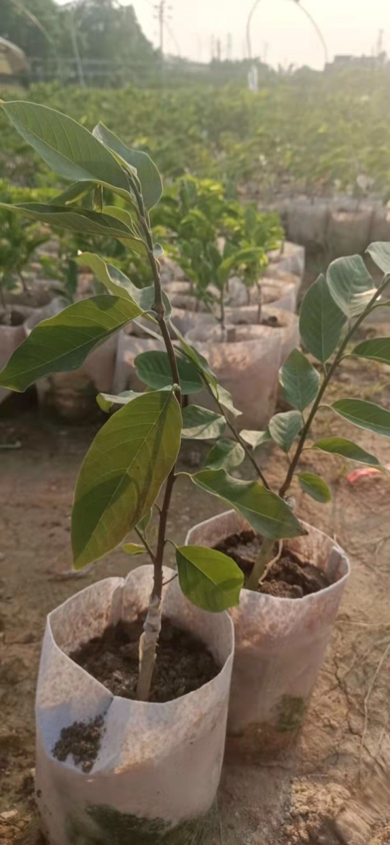 红皮红肉凤梨释迦苗