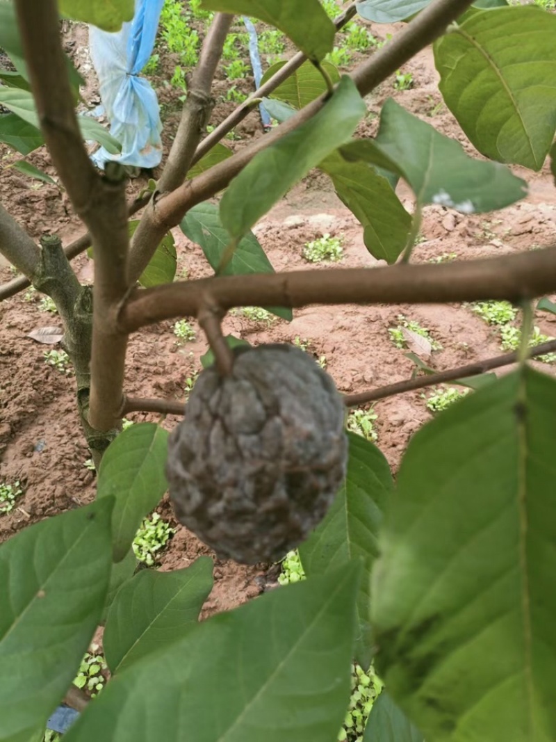 红皮红肉凤梨释迦苗