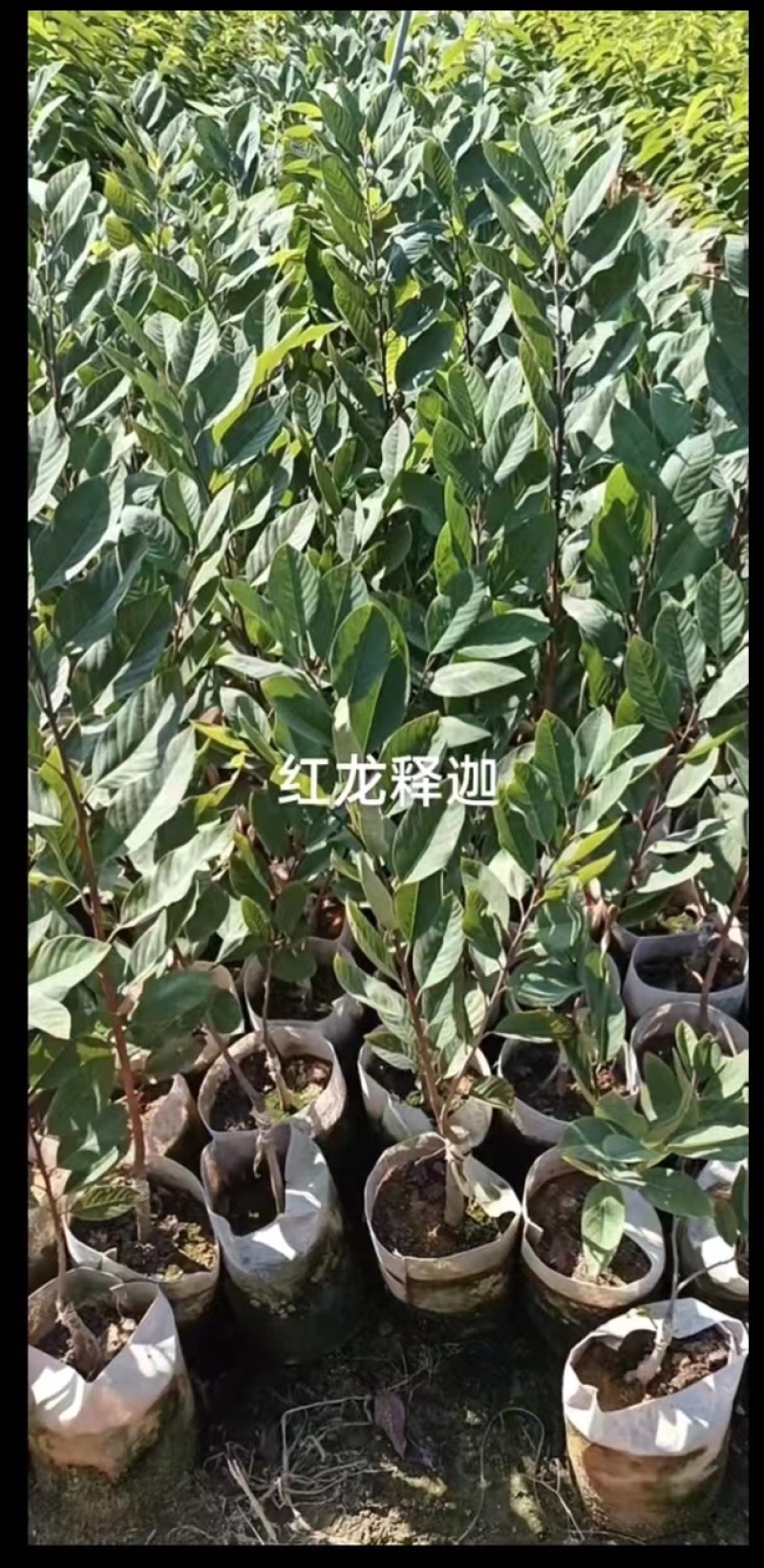 红皮红肉凤梨释迦苗