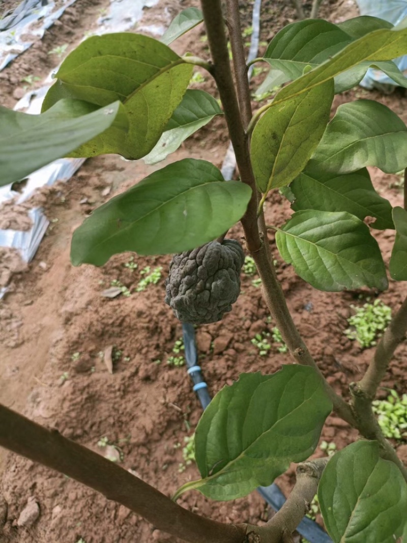 红皮红肉凤梨释迦苗