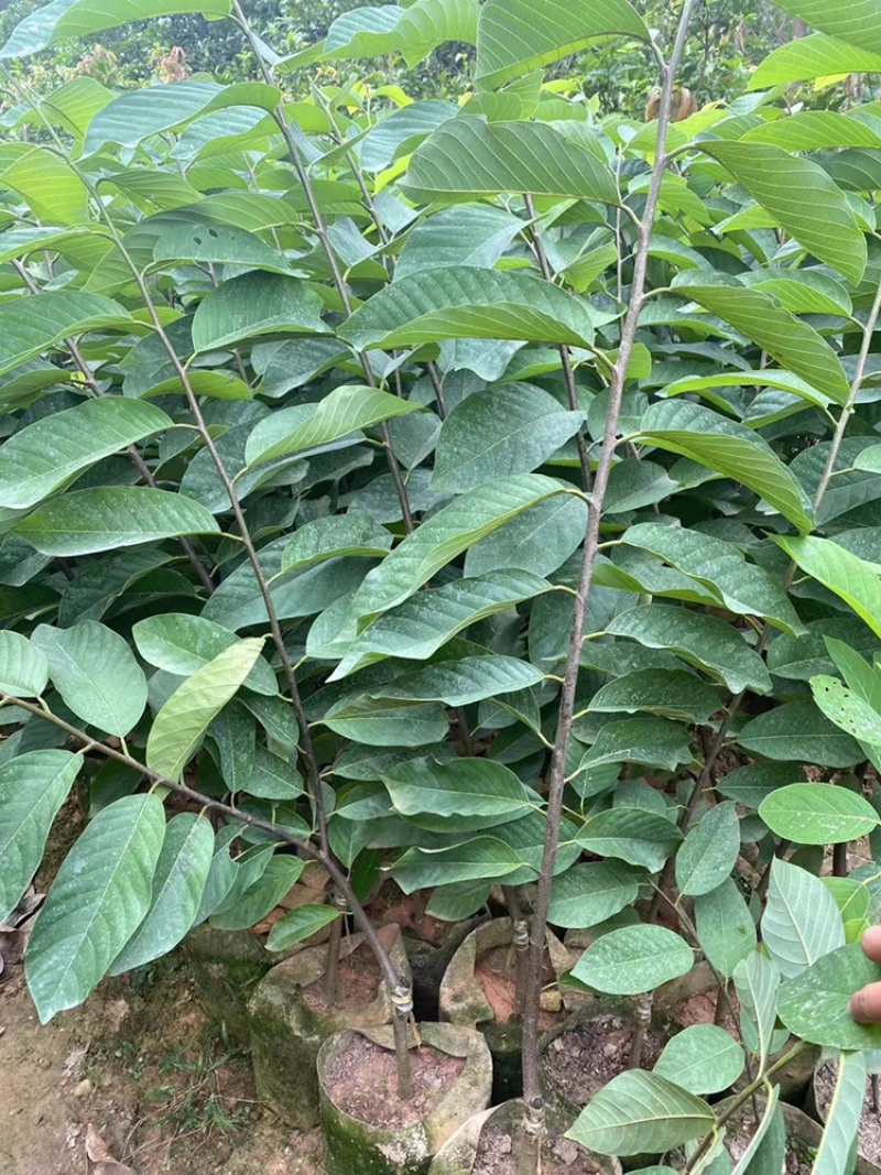 红皮红肉凤梨释迦苗