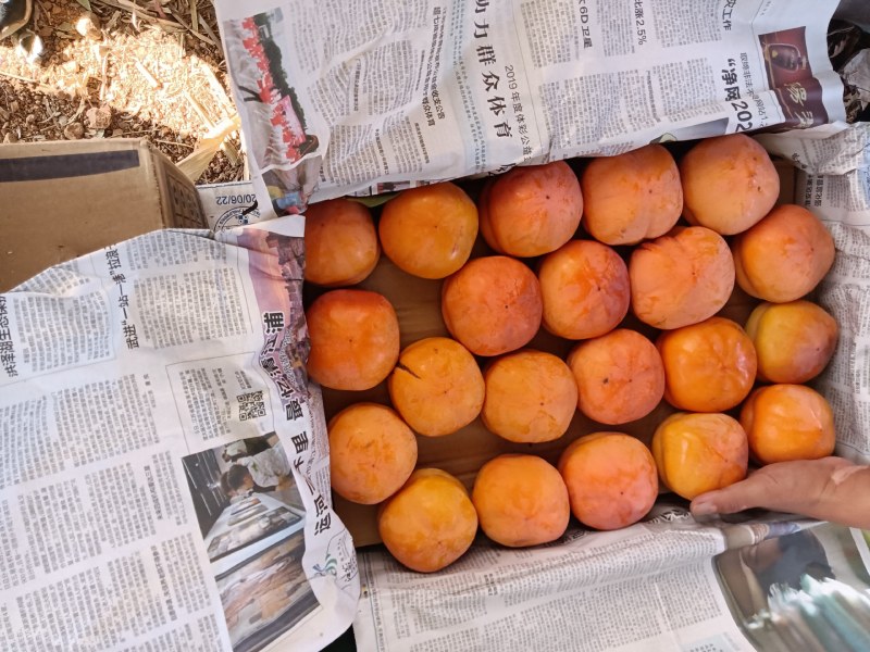 河北保定狼牙山磨盘柿子，都是果农装好香蕉箱的，100万吨