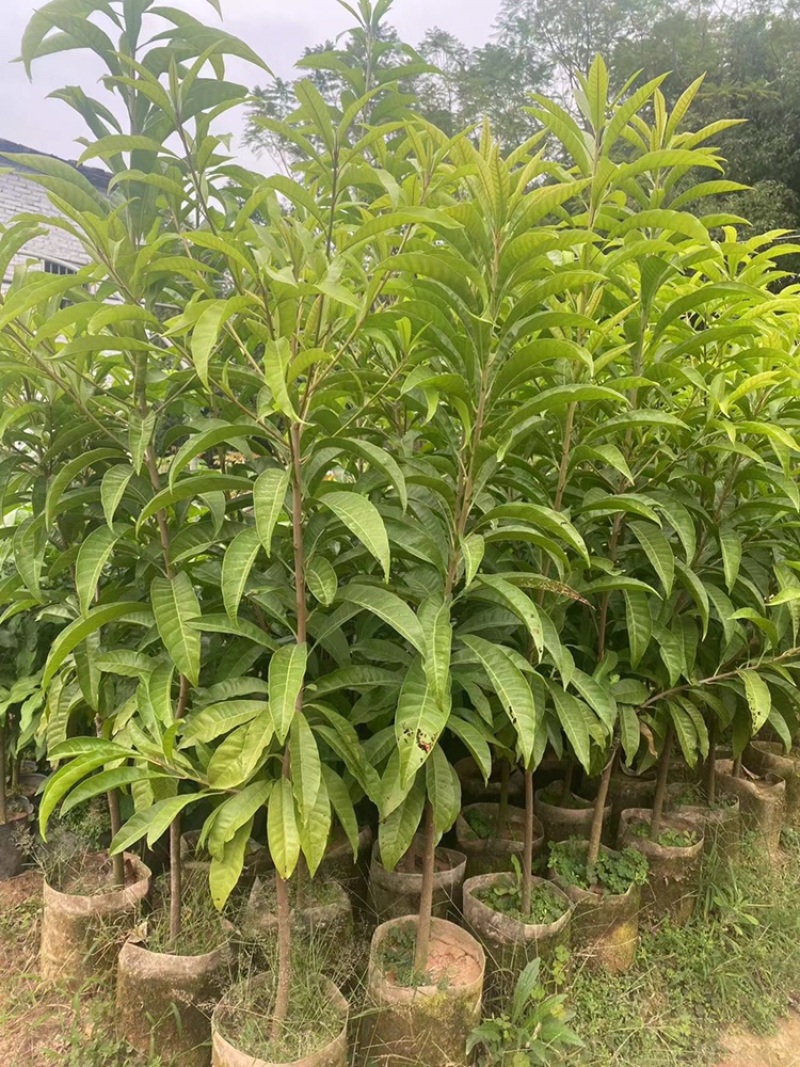 耀堂仙桃苗蛋黄果苗