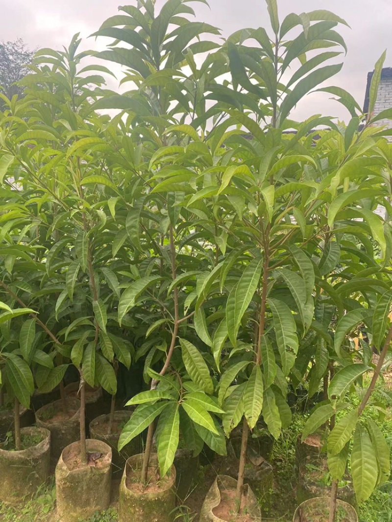 耀堂仙桃苗蛋黄果苗