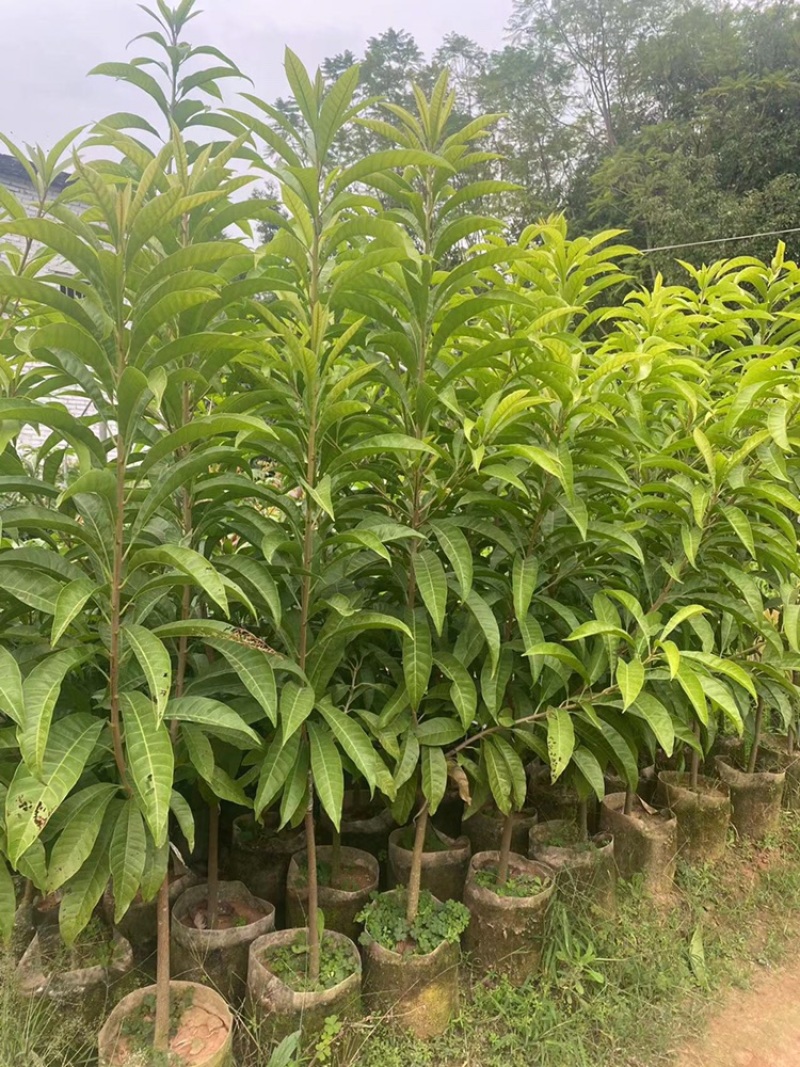 耀堂仙桃苗蛋黄果苗