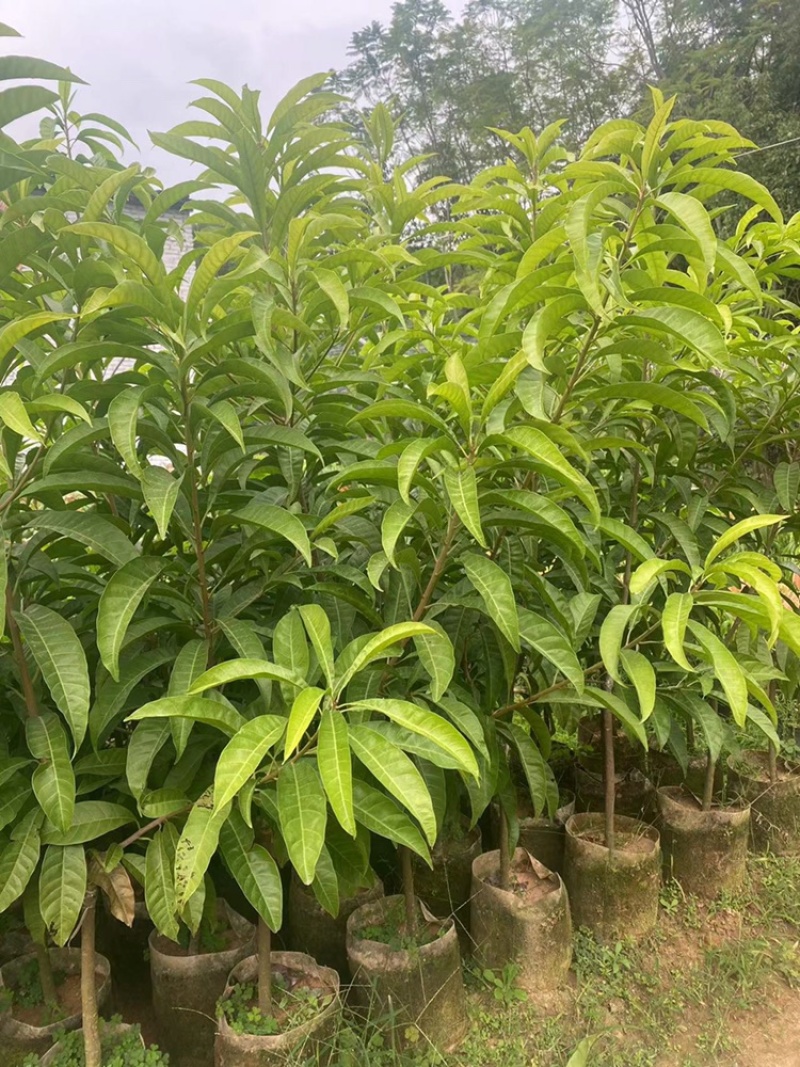 耀堂仙桃苗蛋黄果苗