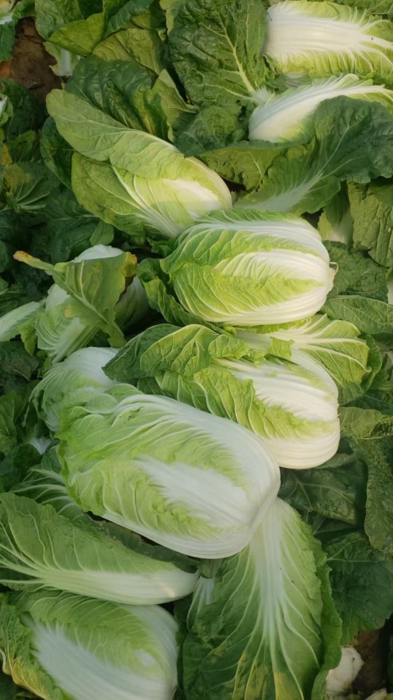 白菜