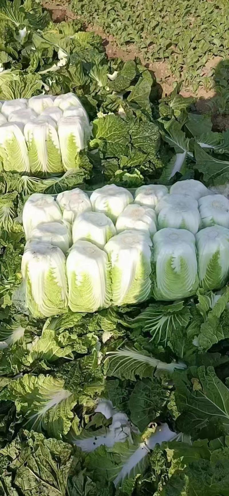 白菜