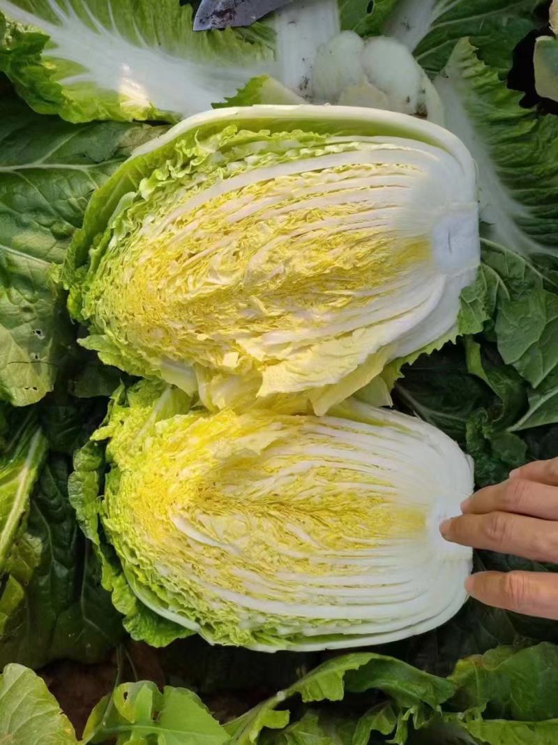 白菜