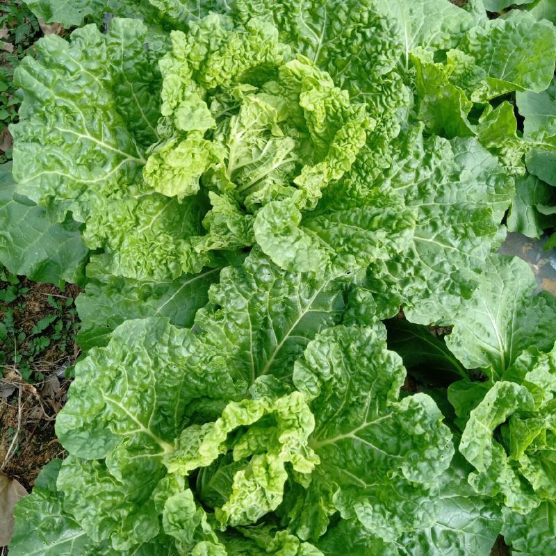 麻叶菜