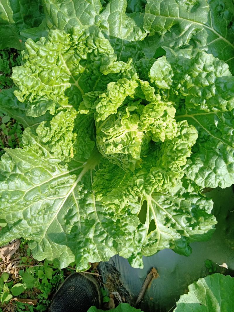 麻叶菜