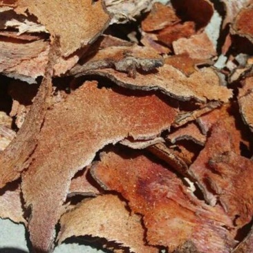 菝葜金钢刺金钢藤乌鱼刺铁菱角马加勒山归来