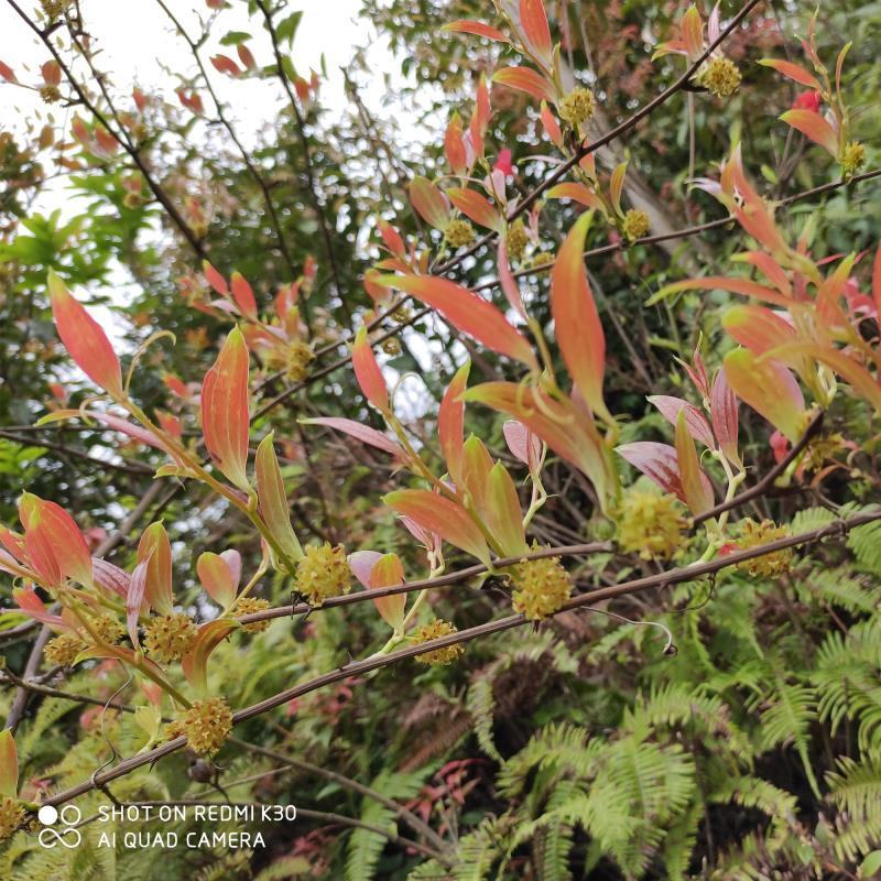 菝葜金钢刺金钢藤乌鱼刺铁菱角马加勒山归来