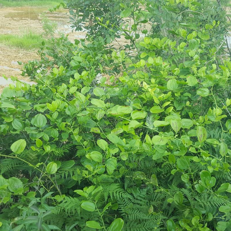 菝葜金钢刺金钢藤乌鱼刺铁菱角马加勒山归来