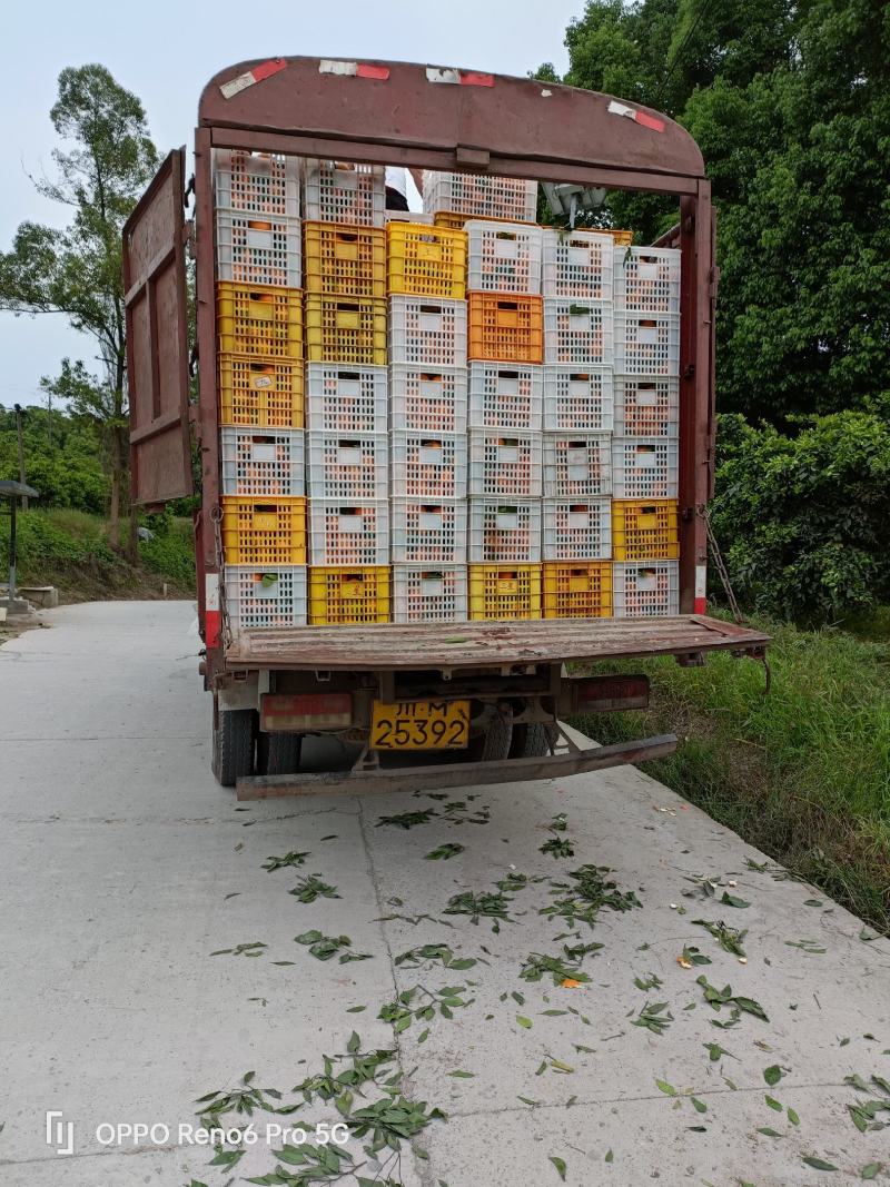 四川金秋沙糖桔，纯甜化渣，汁多水份足，