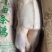 冻鹅新鲜冷冻白条鹅烤鹅烧鹅卤焖鹅专用鹅酒店饭堂1件56