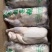 冻鹅新鲜冷冻白条鹅烤鹅烧鹅卤焖鹅专用鹅酒店饭堂1件56